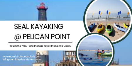 Seal Kayaking @ Pelican Point